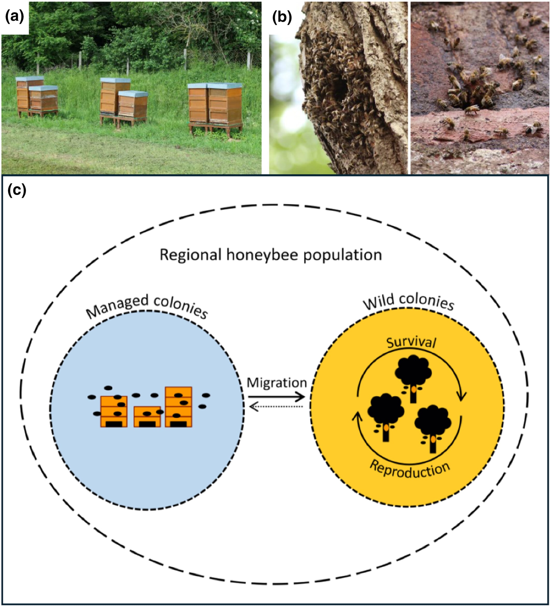 El estudio de la Universidad de Hohenheim y Agroscope estima que las poblaciones de Apis mellifera en libertad caerían un 56% en 10 años en la Unión Europea (Conservation Science and Practice)