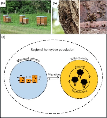 Fotografías de colmenas en un campo y en un árbol junto a un diagrama conceptual sobre la población regional de abejas