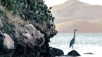 6 puntos para entender el impacto ambiental de construir una planta de amoniaco en Topolobampo, zona de manglares y considerada sagrada en Sinaloa
