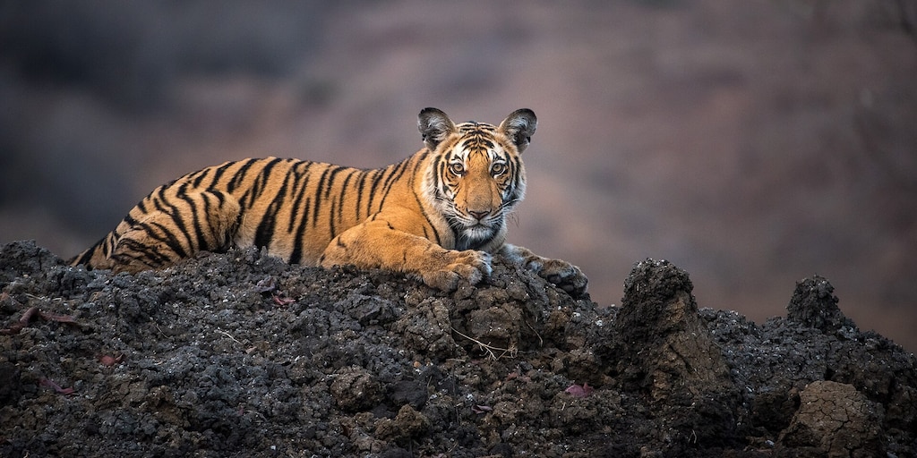 La caída de las poblaciones de fauna silvestre continúa, pero aún hay esperanza: la recuperación de la tortuga verde, el tigre o el atún rojo