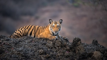 La caída de las poblaciones de fauna silvestre continúa, pero aún hay esperanza: la recuperación de la tortuga verde, el tigre o el atún rojo