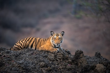 El tigre ha pasado de tener 3.200 ejemplares en 2010 a 5.700 en 2025, lo que supone un éxito en la conservación de la especie. (Amoghavarsha/Wikimedia Commons)