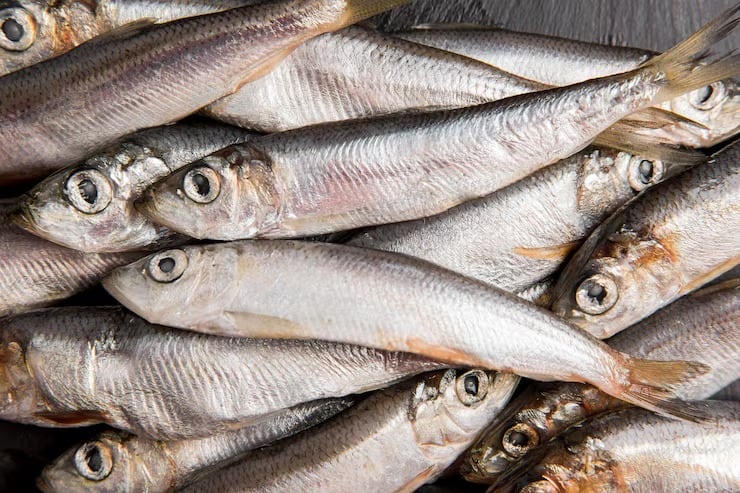 El pescado, en especial con piel, figura entre las principales fuentes alimentarias vinculadas con el colágeno por la biodisponibilidad del colágeno marino (Magnific)