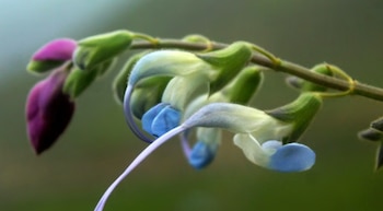 Salvia messii fue identificada en la cordillera peruana, sus flores celestes y blancas inspiraron el homenaje científico a Lionel Messi
(Paul Gonzales Arce)