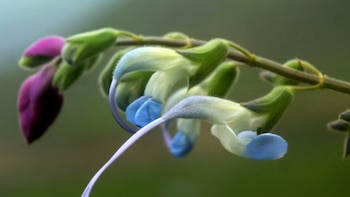 Salvia messii, la flor andina que une ciencia, biodiversidad y un homenaje a Lionel Messi