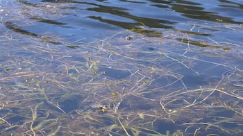 Ranas asoman la cabeza entre la vegetación acuática en la superficie del agua