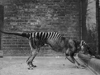 Un tilacino en cautiverio hacia 1930. El último tilacino murió en cautiverio en 1936 en Hobart, Tasmania (Topical Press Agency/Hulton Archive/Getty Images)