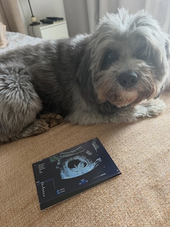 Perro gris acostado frente a una ecografía fetal. Al fondo, una cama deshecha y una mesa de luz con una lámpara