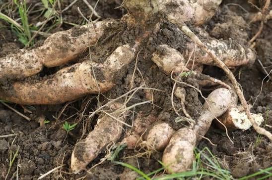 El proyecto para la cadena de yuca industrial moviliza más de $ 10.295 millones y beneficia a 690 productores rurales - crédito Agrosavia