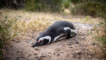 La sentencia impuesta a Ricardo