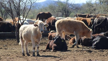Agua Prieta, Sonora: exportación de ganado a EEUU se reanudará el 20 de octubre tras descartar fiebre aftosa en becerro