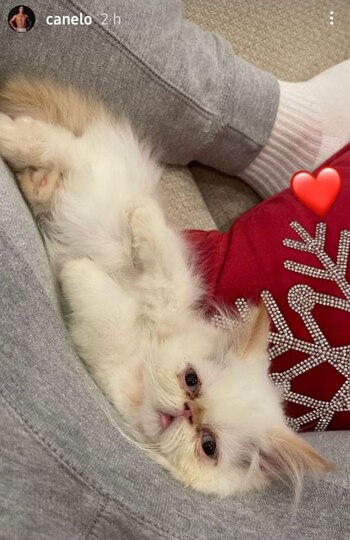 Un gato persa, la nueva