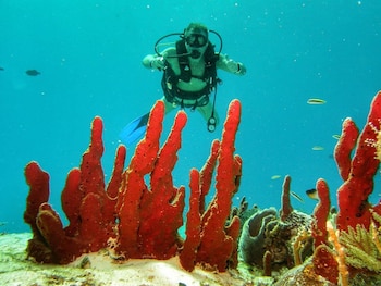El ginecólogo y la madre de su hijo se conocieron en 2012, mientras practicaban buceo