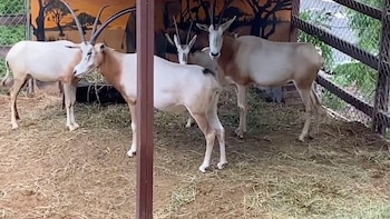 Dentro del rancho, a través