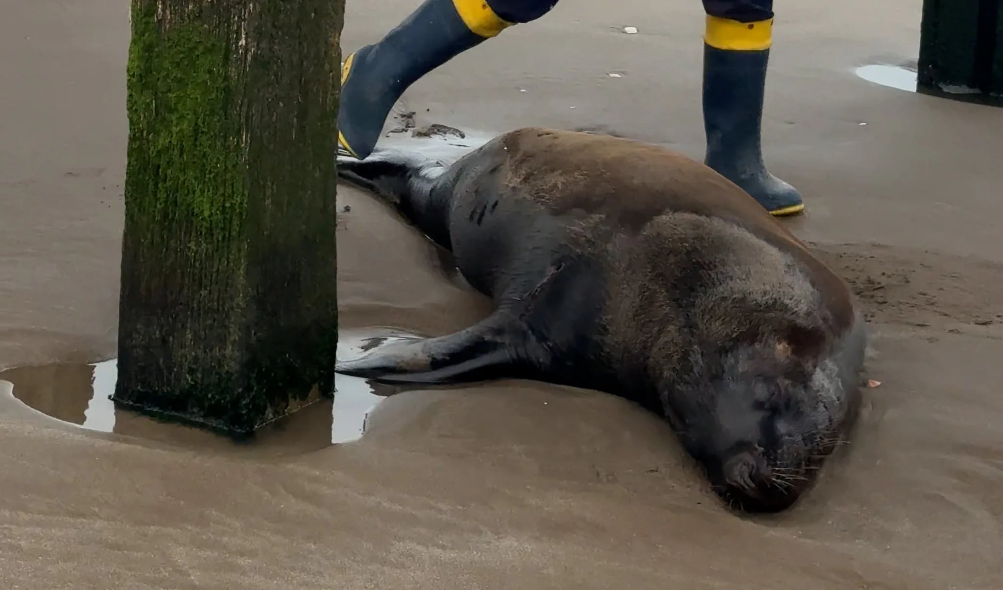 El rescate del lobo marino comenzó tras una alerta de la Fundación BioCosta por un animal varado en la playa.