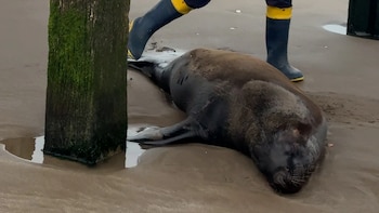 Encontraron un lobo marino con un disparo bajo el muelle de Santa Teresita y murió tras agonizar durante días