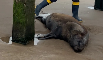 Encontraron un lobo marino con un disparo bajo el muelle de Santa Teresita: murió luego de agonizar durante días