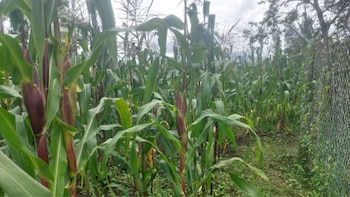 Senamhi advierte riesgo de enfermedades