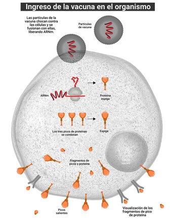 Así actúa la vacuna en