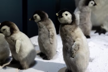 Varios polluelos de pingüino emperador con plumaje gris y blanco se encuentran sobre una superficie clara