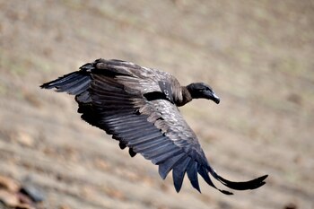 "Revertir el Rojo está centrado