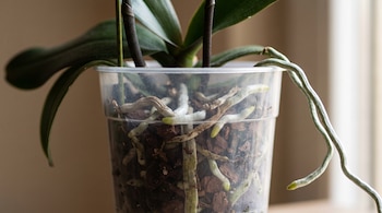 Maceta transparente con raíces de orquídea verdes y grisáceas en sustrato de corteza, junto a hojas verdes y raíces aéreas extendidas.