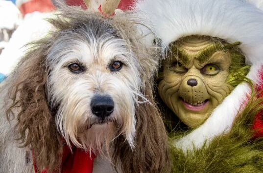 Max, el perro que acompaña al Grinch en Grinchmas, forma parte del espectáculo navideño de Universal Orlando Resort desde hace más de dos décadas. (universalorlando/Instagram)