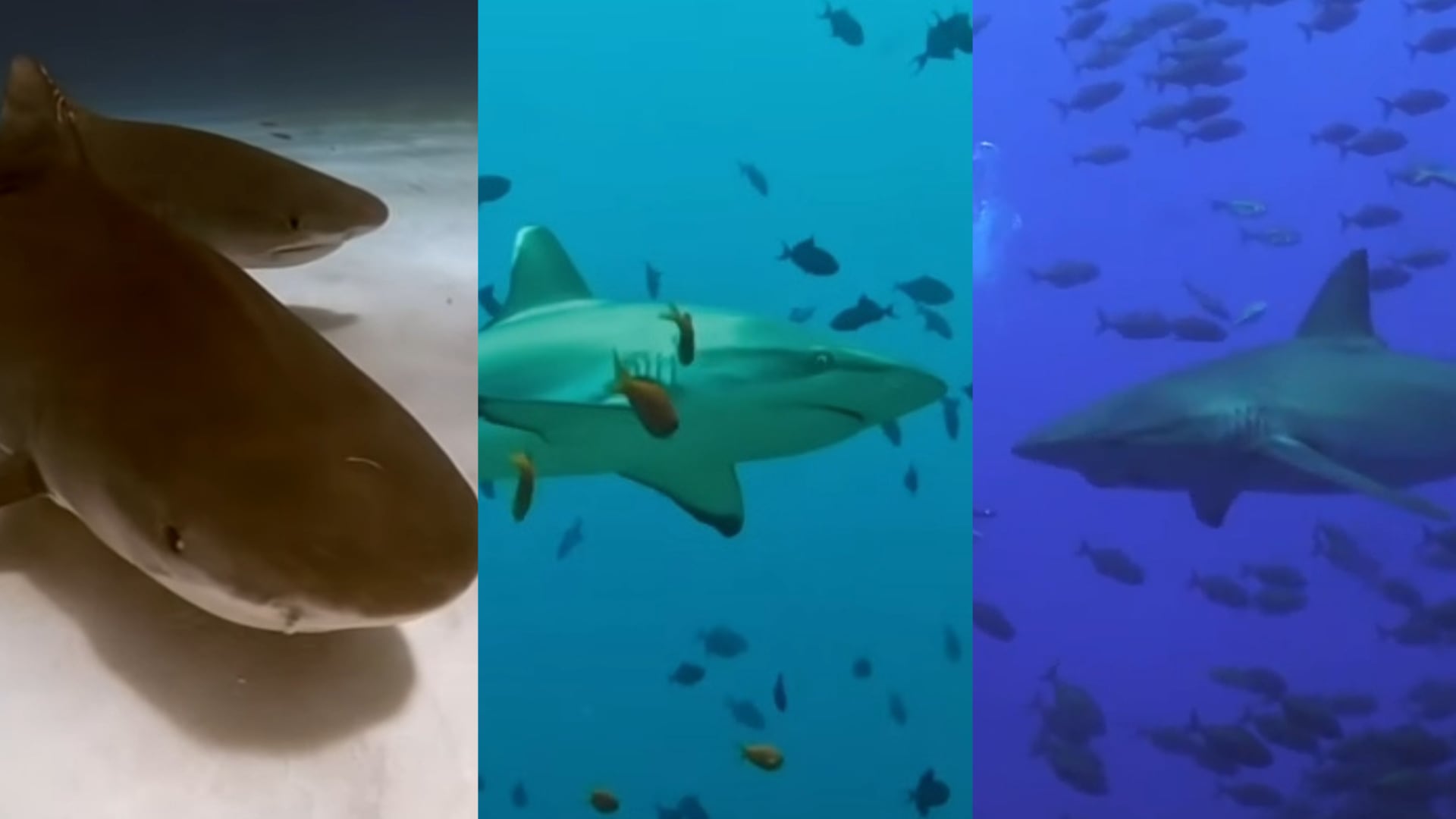 La interacción entre el tiburón tigre, el tiburón de arrecife gris y el tiburón de Galápagos demuestra que diferentes especies pueden compartir hábitats, pero emplean estrategias propias para sobrevivir y alimentarse (Capturas de video)