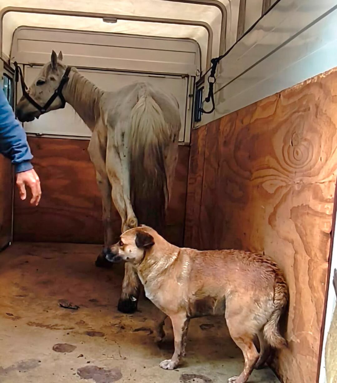 Sofía y Ami en el batán de traslado (caballosrecc)