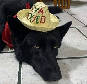 (foto: @Escritorjlvq/X)