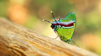 Terapoto cuenta con algunos de