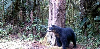 El seguimiento del oso andino