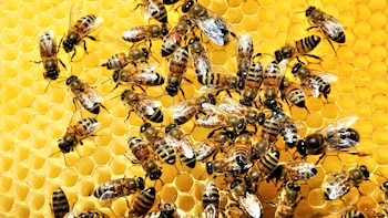 Día Mundial de las Abejas: objetivos e importancia de una fecha clave para la preservación de los polinizadores en la defensa de la seguridad alimentaria