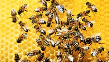 Día Mundial de las Abejas – Anton Janša – Eslovenia - Perú – noticias – 14 mayo