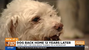 El canino falleció a causa