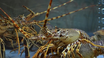 Mario Alonso, biólogo: “Las langostas