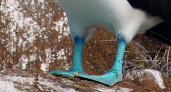 Patas palmeadas de color azul turquesa de un ave marina sobre un suelo de tierra y rocas