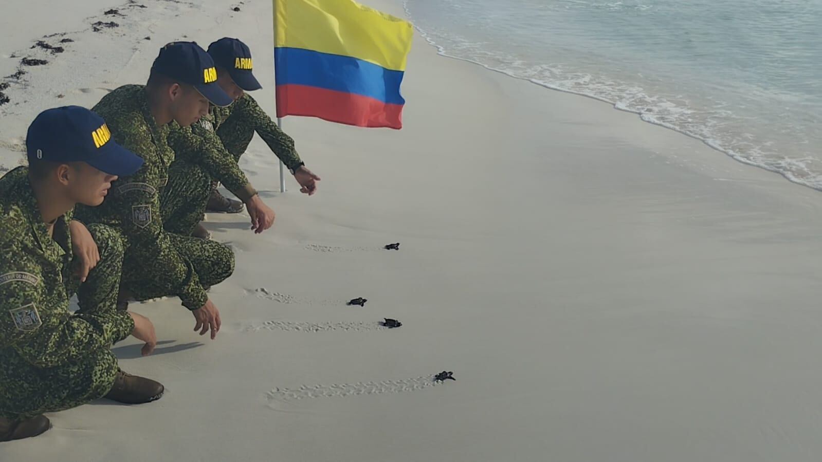 La Armada de Colombia acompaña la travesía de más de 19.000 tortugas marinas hacia el mar en el Archipiélago de San Andrés, Providencia y Santa Catalina - crédito prensa Armada de Colombia