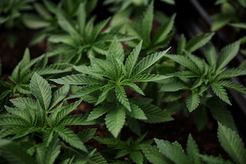 Variedades tradicionales de cannabis, dominadas por el delta-9 THC, persisten como única opción legal tras la prohibición (REUTERS/Shannon Stapleton/File Photo)