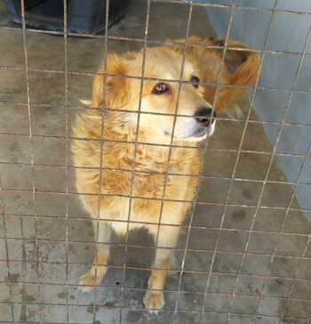 Rubia
Hembra adulta, tamaño mediano