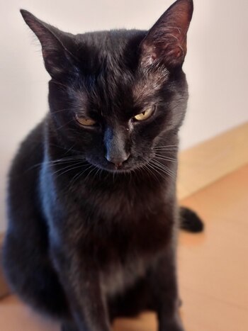 Una imagen tomada con el