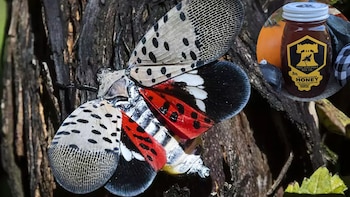 De plaga a delicia: el