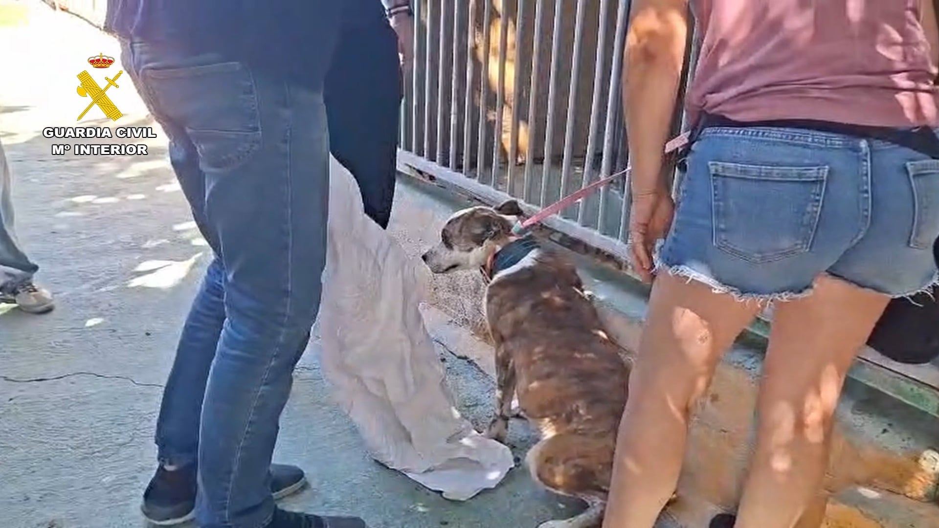 Nueve de los perros rescatados han tenido que ser hospitalizados por su grave estado de salud. (Guardia Civil)