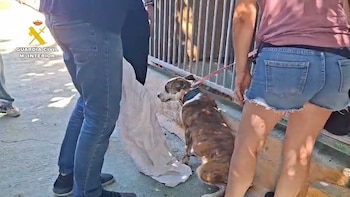La imagen muestra a un perro atado con una correa siendo atendido por dos personas.