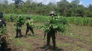 Guatemala: el Ejército y la PNC destruyen plantación de coca en San Luis, Petén, valorada en más de 148 mil dólares