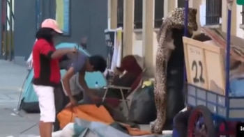 Seguidores de Bad Bunny recogen