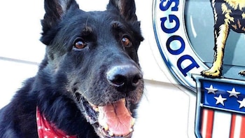 El pastor alemán se convirtió