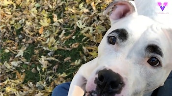 28-10-2021 Las cejas de este