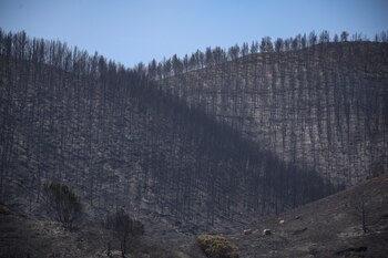 Monte arrasado en Robres por en el incendio declarado en Leciñena (Zaragoza). (Javier Cebollada/EFE)