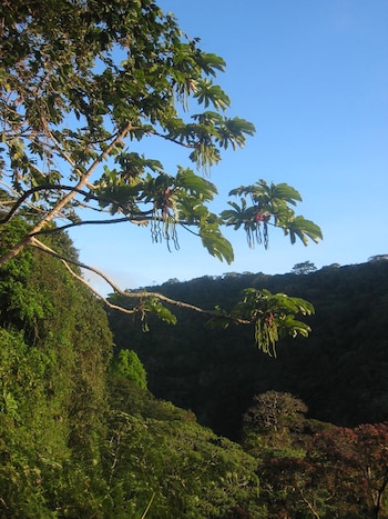 Una rama de árbol con grandes hojas verdes y frutos largos y curvados cuelga contra un cielo azul brillante sobre un denso valle de bosque tropical